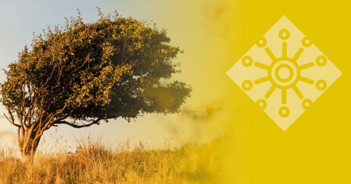 Illustration de la résilience : un arbre courbé par le vent dans un paysage naturel, associé au modèle persolog sur fond jaune.
